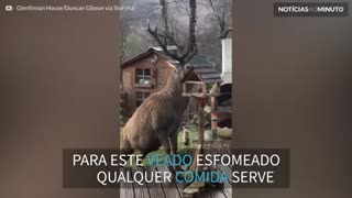 Veado guloso rouba comida de pássaros