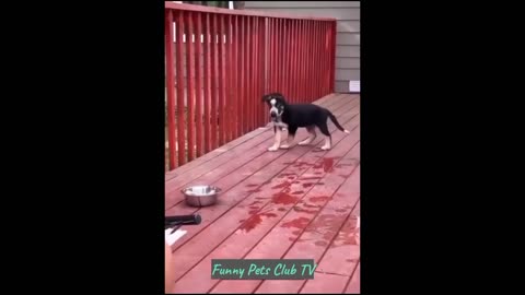 Funniest Cats and Dogs Videos 🐶😹Part 3
