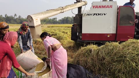 New technology YANMAR AW70GV combine harvester performance in rice fields | Imported from Japan.