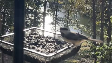 Chickadee and Titmouse