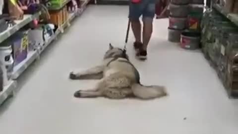 Stubborn Dog refuses to go home after shopping 😂