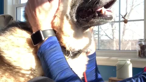 German Shepherd loves ears scratched