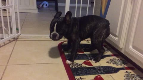 Scared puppy overcomes fear of aerosol can