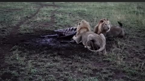 Hyenas and lions enjoying meal together