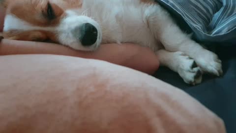 Welsh Corgi snores when he sleeps.