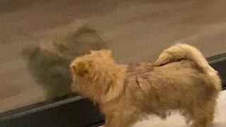 Puppy Tries to Play with Reflection in Window