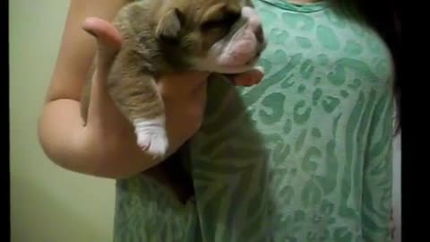 English Bulldog meets newborn puppy for the first time