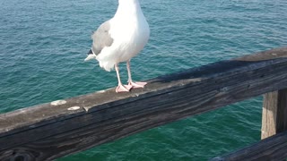 Seagull at Seal Beach CA pier