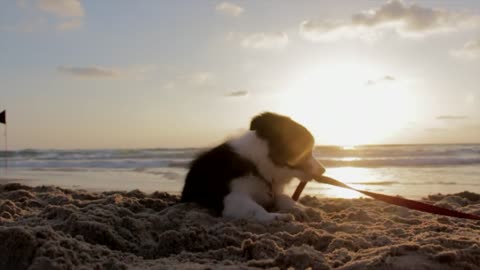 Puppy playing on the beach🐕🦴