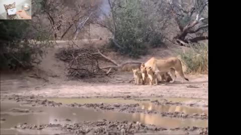 last moments of the life of a lions