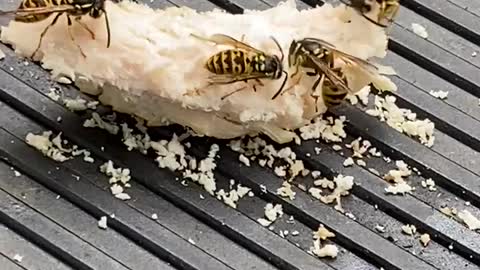 Wasps 🐝 enjoy chicken