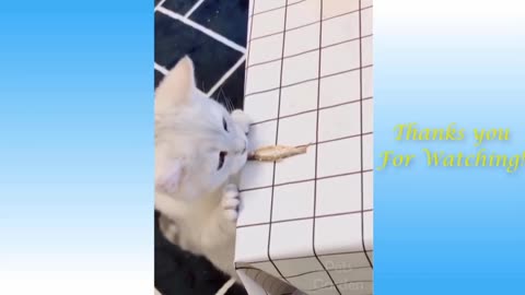 Cutest pets and funny animals video compilation #2