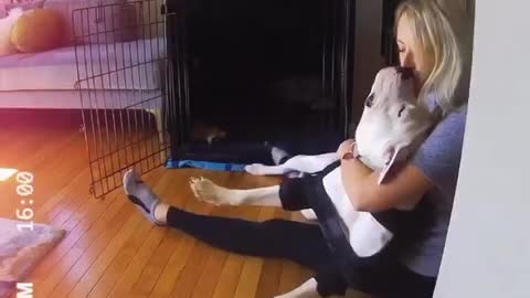 Morning doggy cuddles captured in sweet compilation Bmw5098