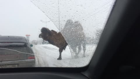 Camel Traffic
