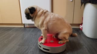 Dog Rides on Robot Room Vacuum