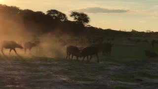 Cape Buffalo Rumble in the Vlei