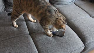 Frustrated cat gets fed up with smartphone game