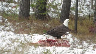 American Bald Eagle Feasts on Carcass