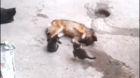 cat taken her kitten to meet an old friend