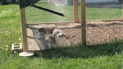 Mmm... I love me a good dust bath!