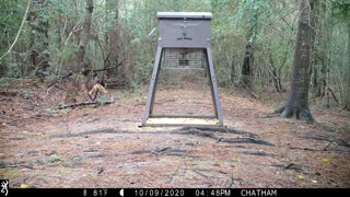 Fox Catches Squirrel