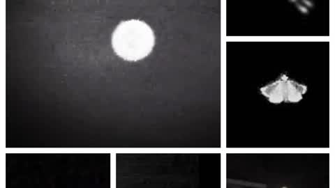 Orbs And Other Creatures of The Night