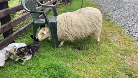 Sheep Meets Cats for the first time