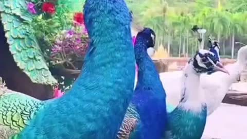 Beautiful Peacock # short video | New cute and adorable pets 2021