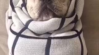 White french bulldog lays on back wrapped in white blanket