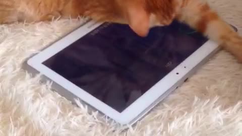 cat playing tablet