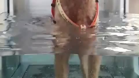 Front view of a puppy running an underwater treadmill