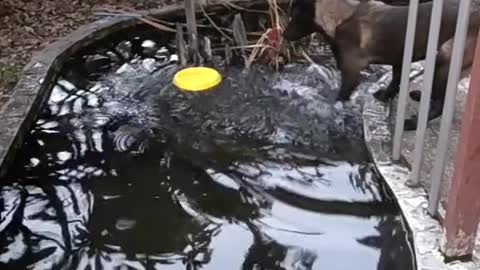 Smart dog retrieves their bowl from the water