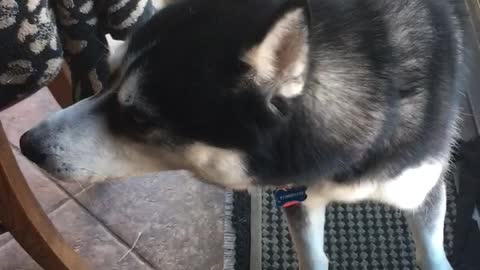 Luke the talking Husky chats with his mommy