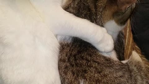 Kittys cuddling