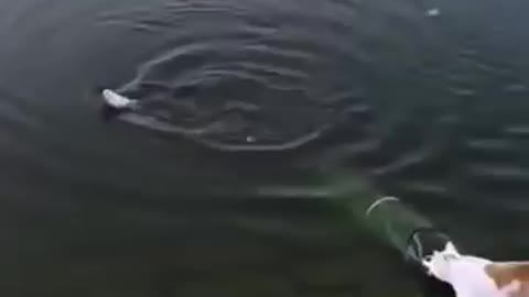 Cat STEALS fish from fisherman and WALKS AWAY with it!