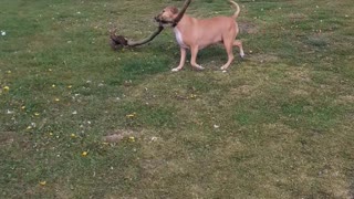 Happy Dog Finds Big Stick