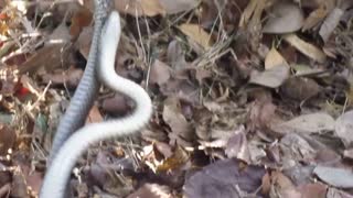 Snake amazing mating ritual