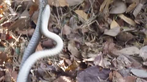 Snake amazing mating ritual