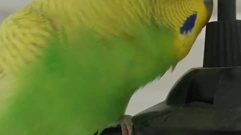 A wonderful view of the lovebird and Aweghani and trying to imitate his owner
