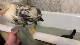 Momma duck teaches baby duck to swim...in a bath tub