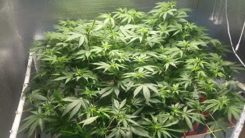 How to Grow Indoor Cannabis Flower Episode 3