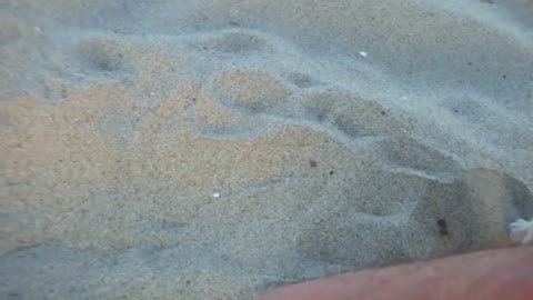 Perrito en la playa