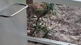 Mama Rabbit visiting her babies again