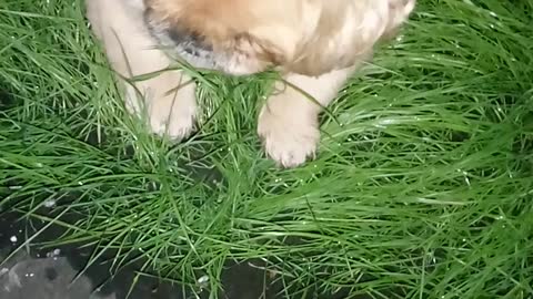 Dog loves the green fresh grass