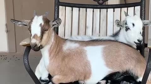 Bootsie & Halo the Goat Share a Chair