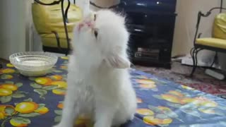 Cute Persian kitten wants milk so bad