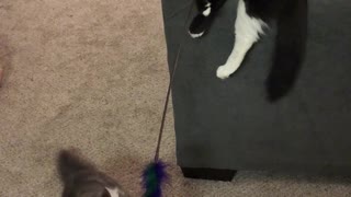 Kittens Play With Feather Toy Together