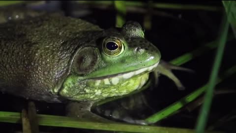 green frog