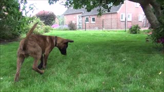 Little puppy is catching bubbles :-)