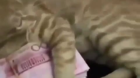 The best cat comedy funny video money incorege